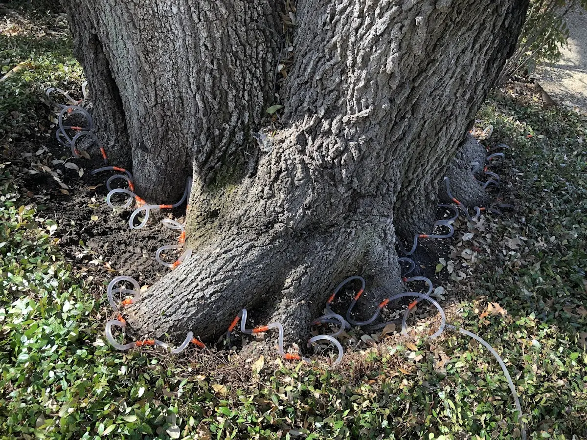Detailed Tree Cabling and Bracing job site in Ridgely